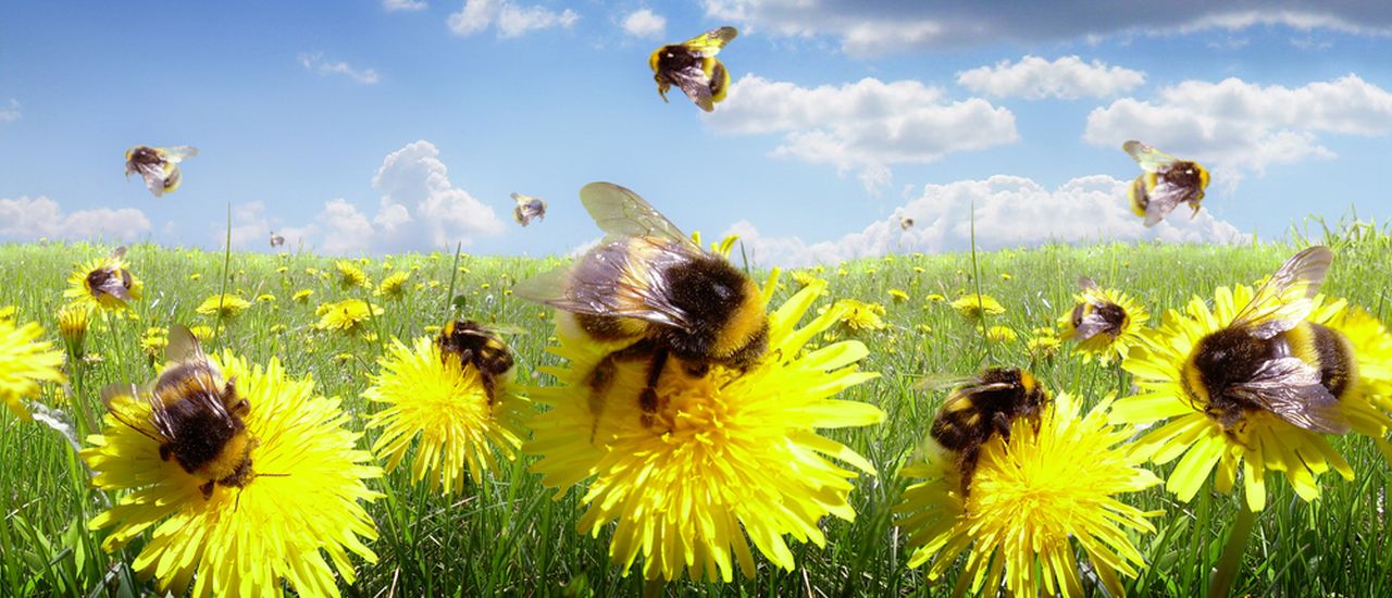 http://www.hellodoctor.co.za/wp-content/uploads/2014/10/Bees-in-the-meadow.jpg