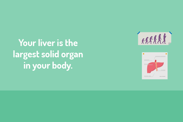 Meet your liver 'gif'