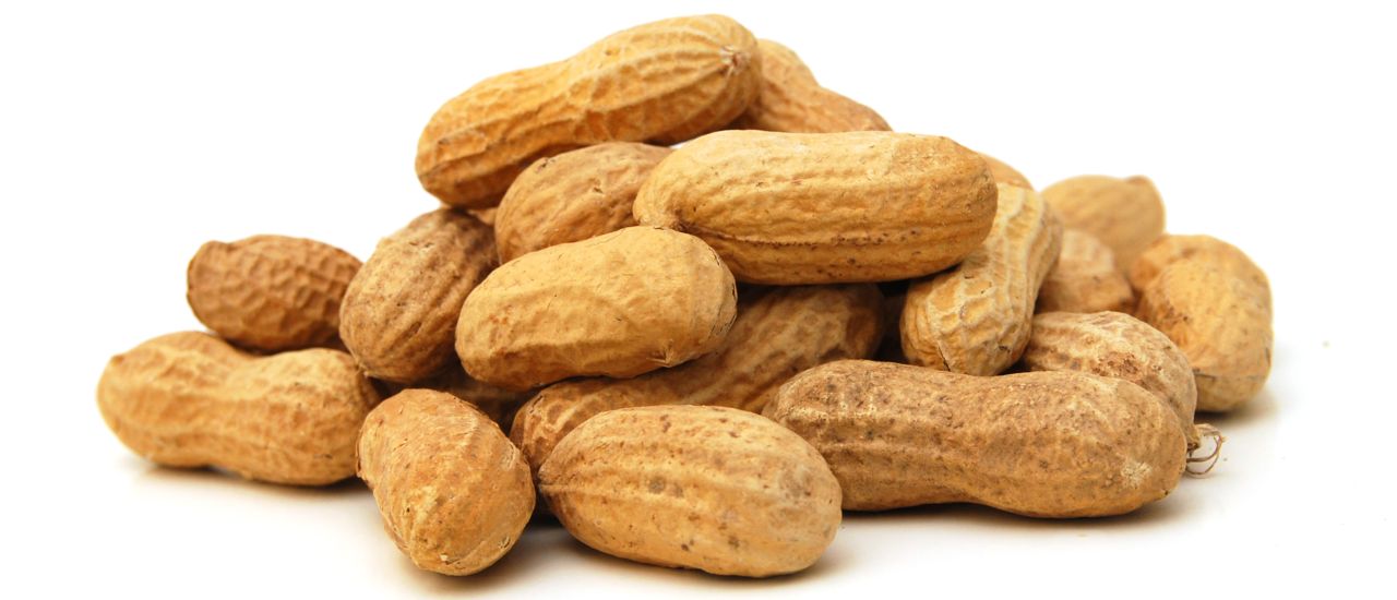 Peanut allergies may soon be a concern of the past