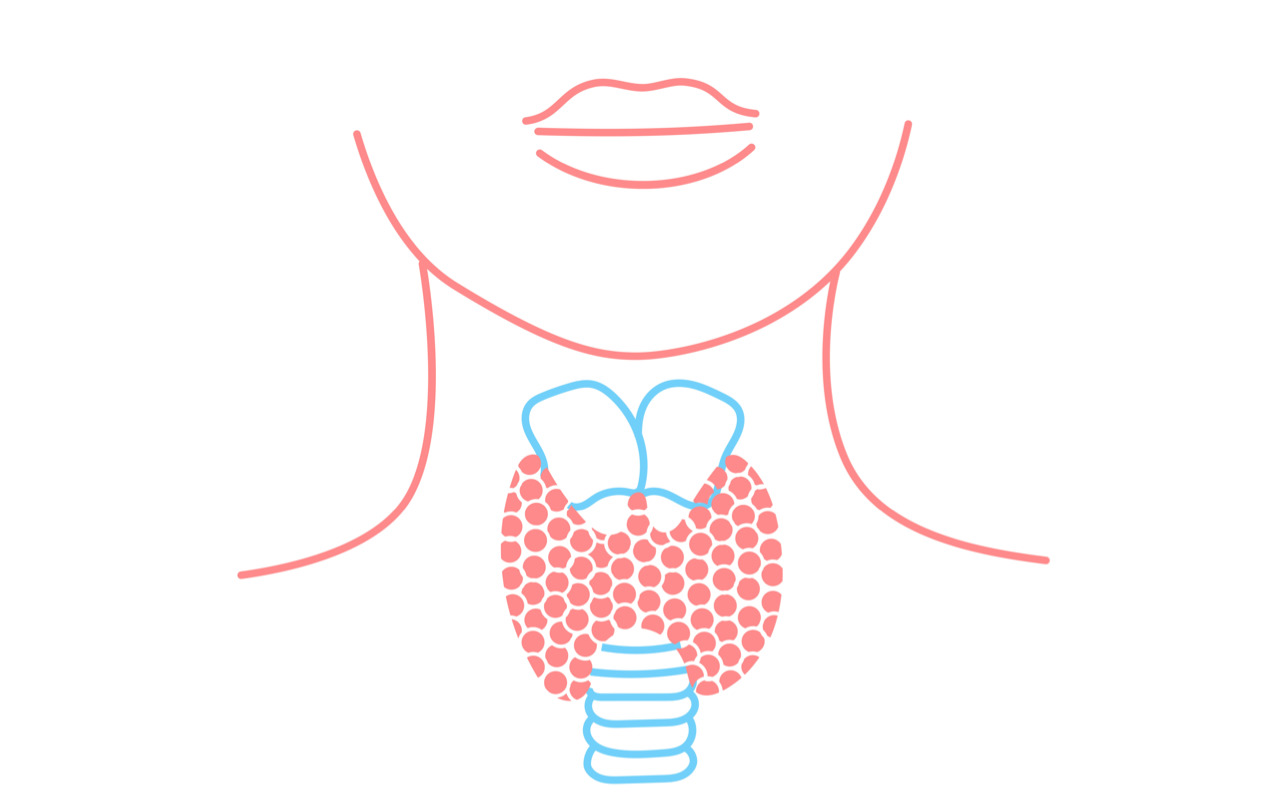 Get to know your thyroid