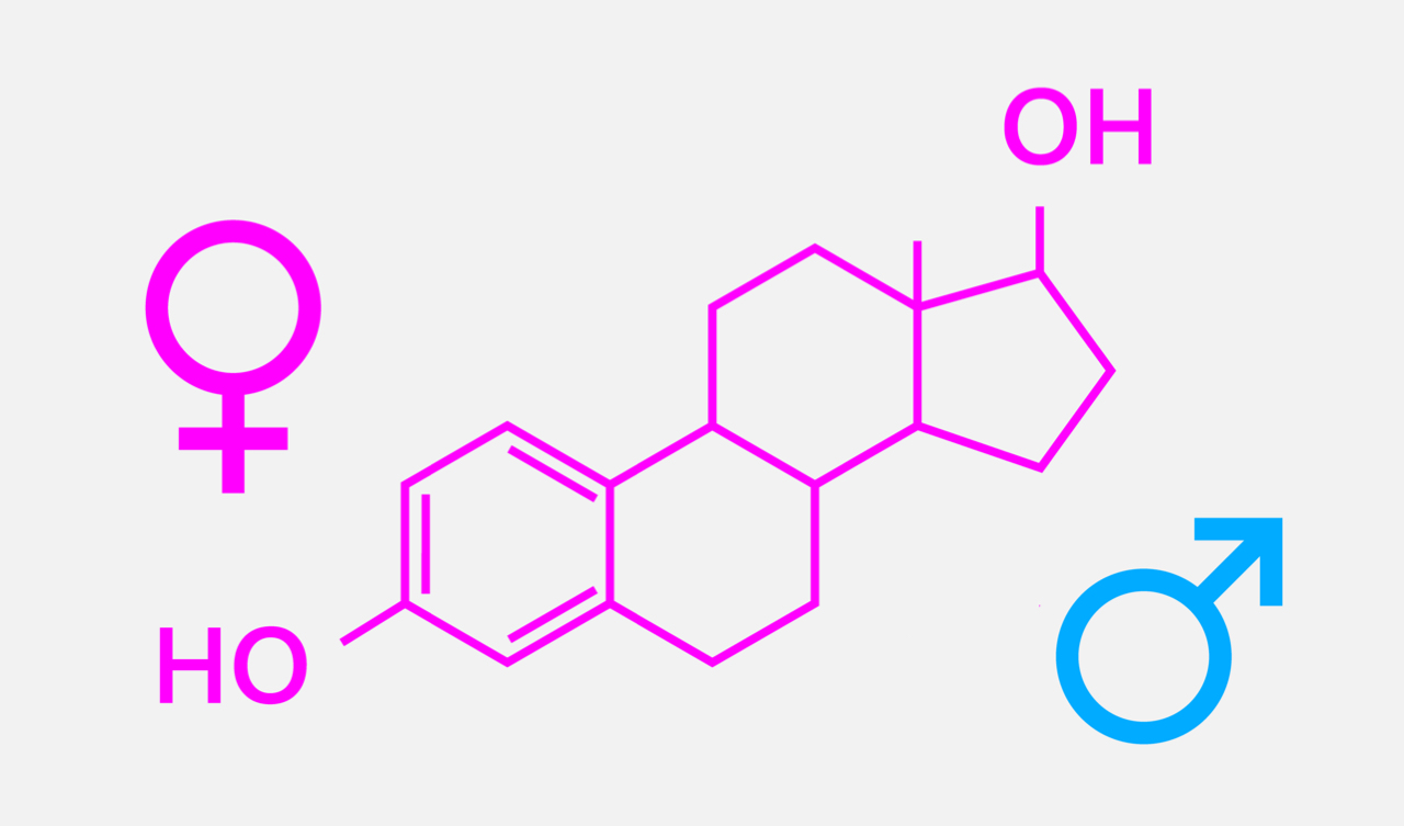 Oestrogen: a hormone for women and men