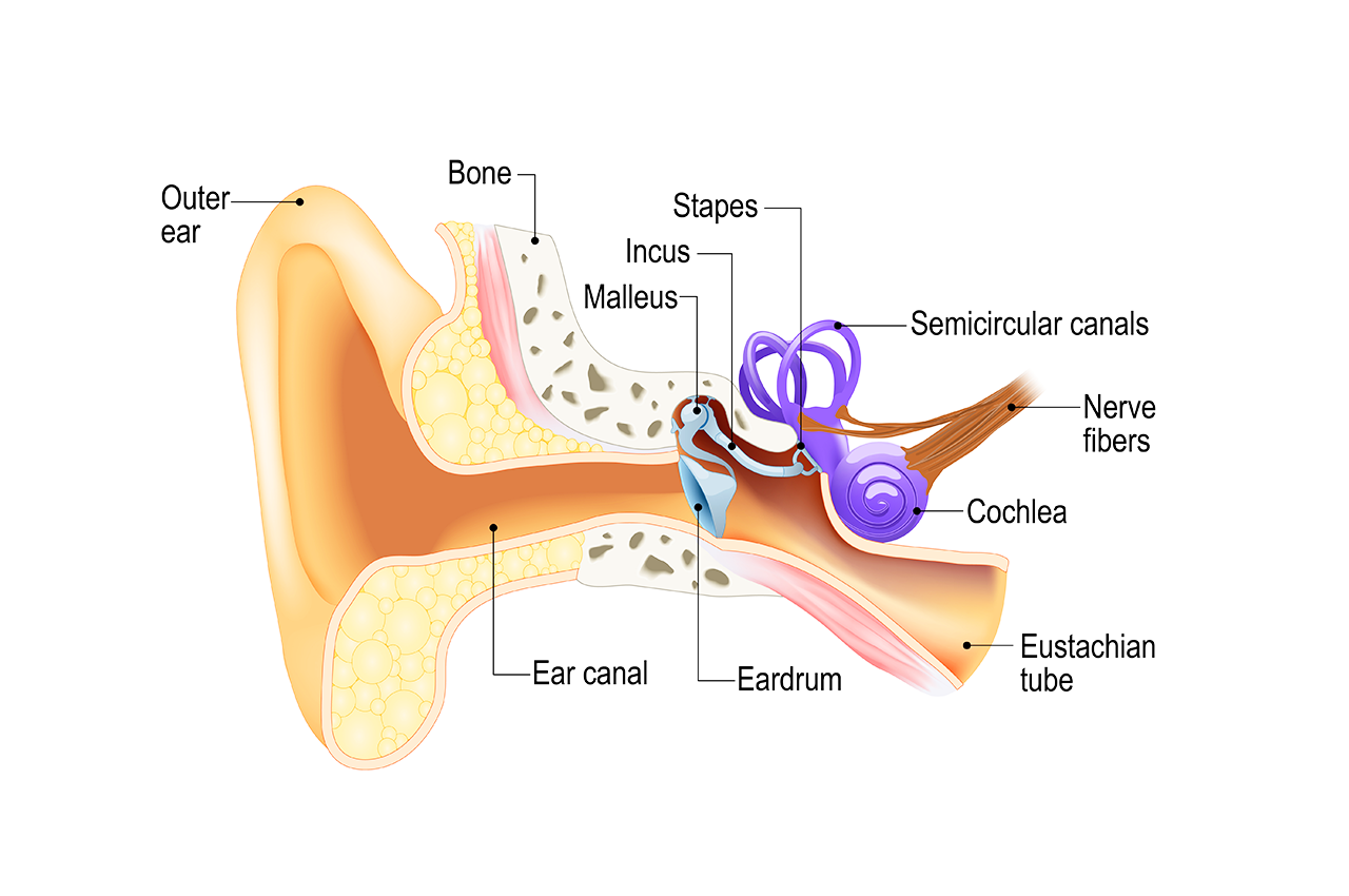 What is this fluid coming from my ear?