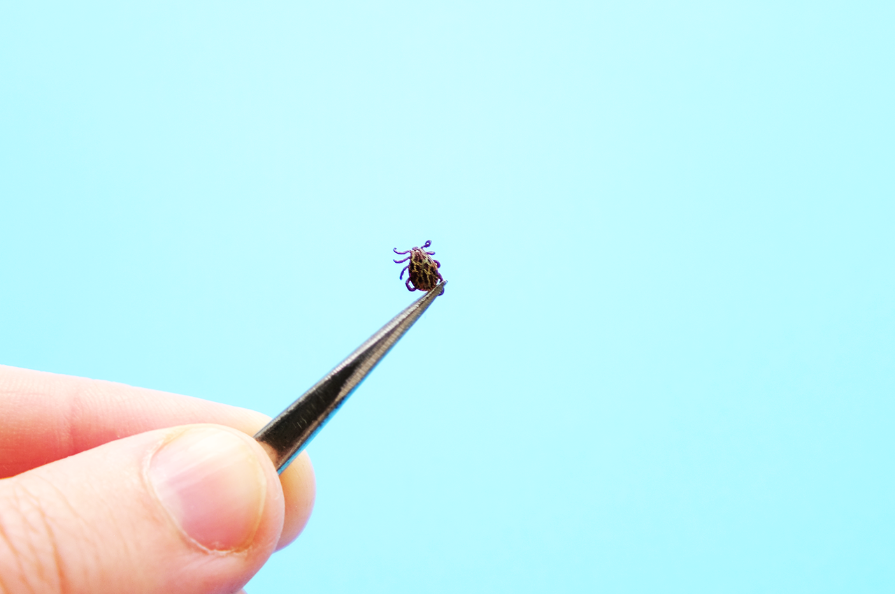 How to remove a tick the safe way